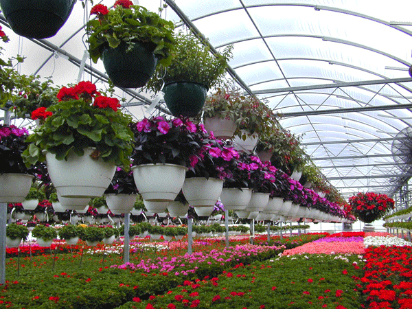 空气源热泵成为蔬菜、花卉等大棚种植供暖的发展趋势